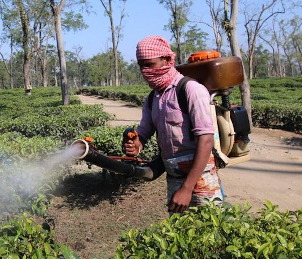 The Reality of Pesticides in Your Cup of Tea